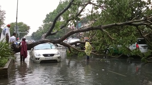 Cây xanh đè 4 ô tô giữa trung tâm Sài Gòn, nhiều người thoát chết