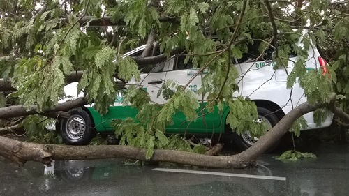 Cây xanh đè 4 ô tô giữa trung tâm Sài Gòn, nhiều người thoát chết