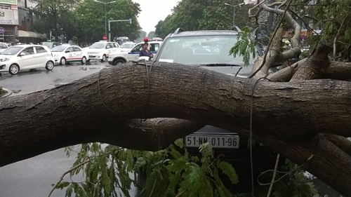 Cây xanh đè 4 ô tô giữa trung tâm Sài Gòn, nhiều người thoát chết