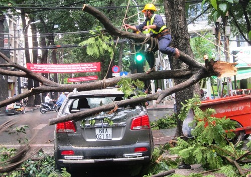 Nhánh cây rơi giữa Sài Gòn đè bẹp ô tô tiền tỷ