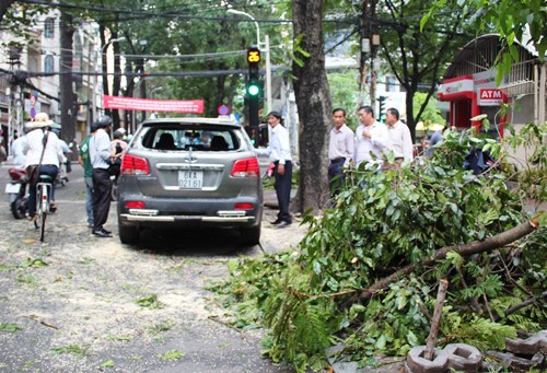 Nhánh cây rơi giữa Sài Gòn đè bẹp ô tô tiền tỷ