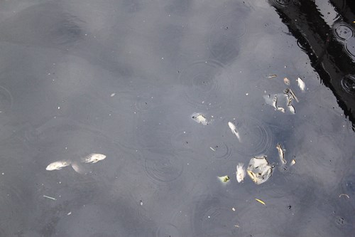 Cá chết bất thường, nổi trắng kênh Nhiêu Lộc- Thị Nghè