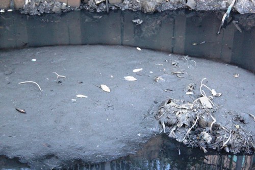 Cá chết bất thường, nổi trắng kênh Nhiêu Lộc- Thị Nghè