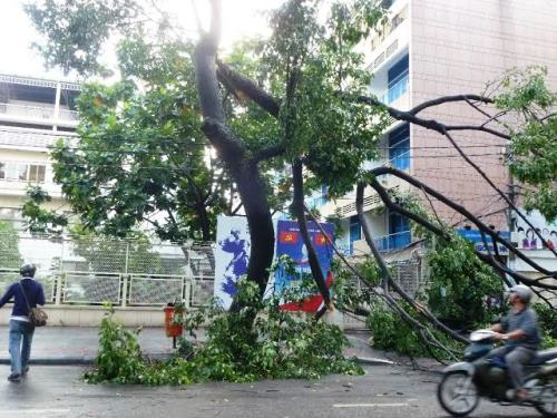 TP.HCM: Mưa bão lớn, cây xanh đè chết 1 phụ nữ