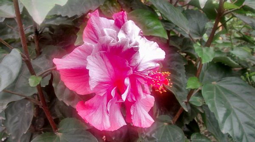 Thử khả năng chụp hình của điện thoại giá rẻ Moto G Thử khả năng chụp hình của điện thoại giá rẻ Moto G