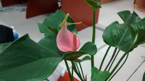 Thử khả năng chụp hình của điện thoại giá rẻ Moto G Thử khả năng chụp hình của điện thoại giá rẻ Moto G