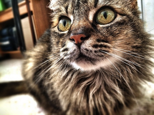 Thủ thuật Thủ thuật