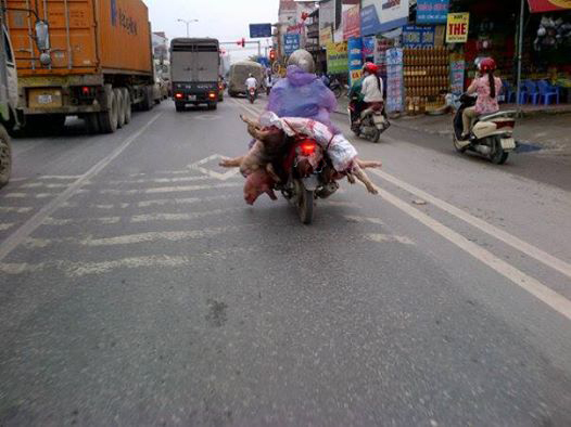 Lật tẩy mánh khóe “biến thịt lợn thành thịt bò”