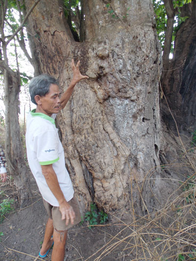 Thực hư chuyện hổ về nghe kinh ở ngôi chùa cổ