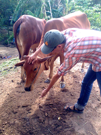 Sự thật về lời đồn “bò thần” chữa bách bệnh gây xôn xao dư luận