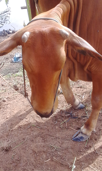 Sự thật về lời đồn “bò thần” chữa bách bệnh gây xôn xao dư luận