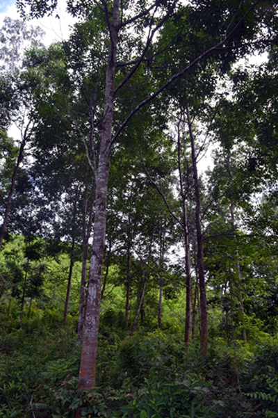 Chuyện chưa kể về 