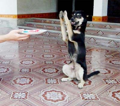 Bóc mẽ chiêu trò “cẩu thần” chữa bách bệnh xôn xao ở Hà Tĩnh