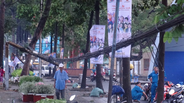 TPHCM: Mưa lớn cây xanh đổ, ngã vào nhà hát Hòa Bình