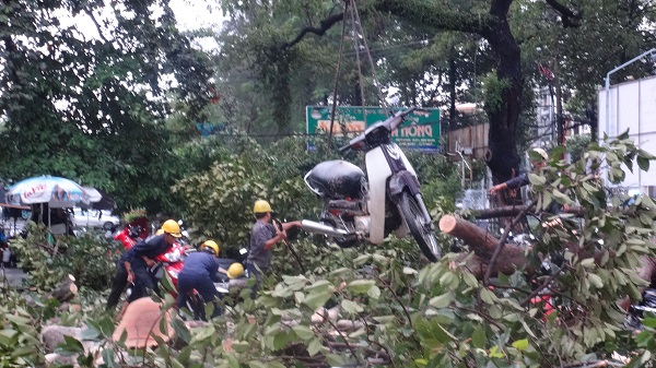 TPHCM: Mưa lớn cây xanh đổ, ngã vào nhà hát Hòa Bình