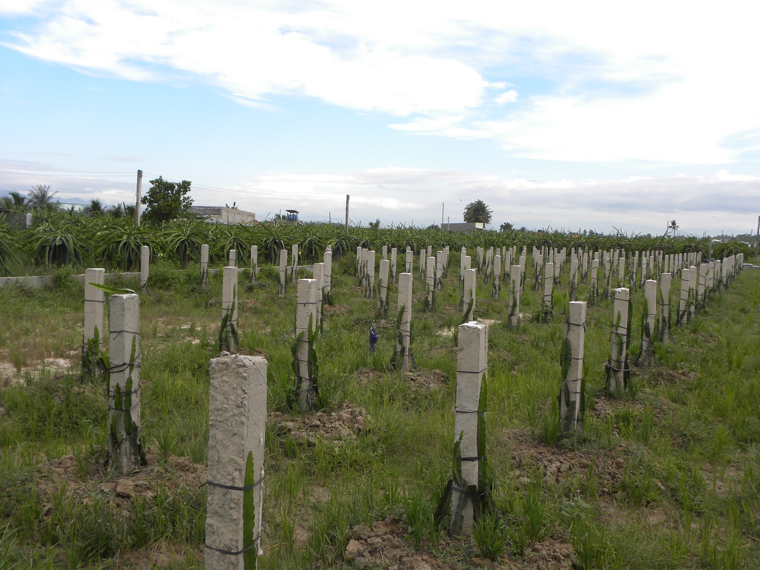 Thanh long rớt giá, dẫn vẫn lấp ruộng để trồng