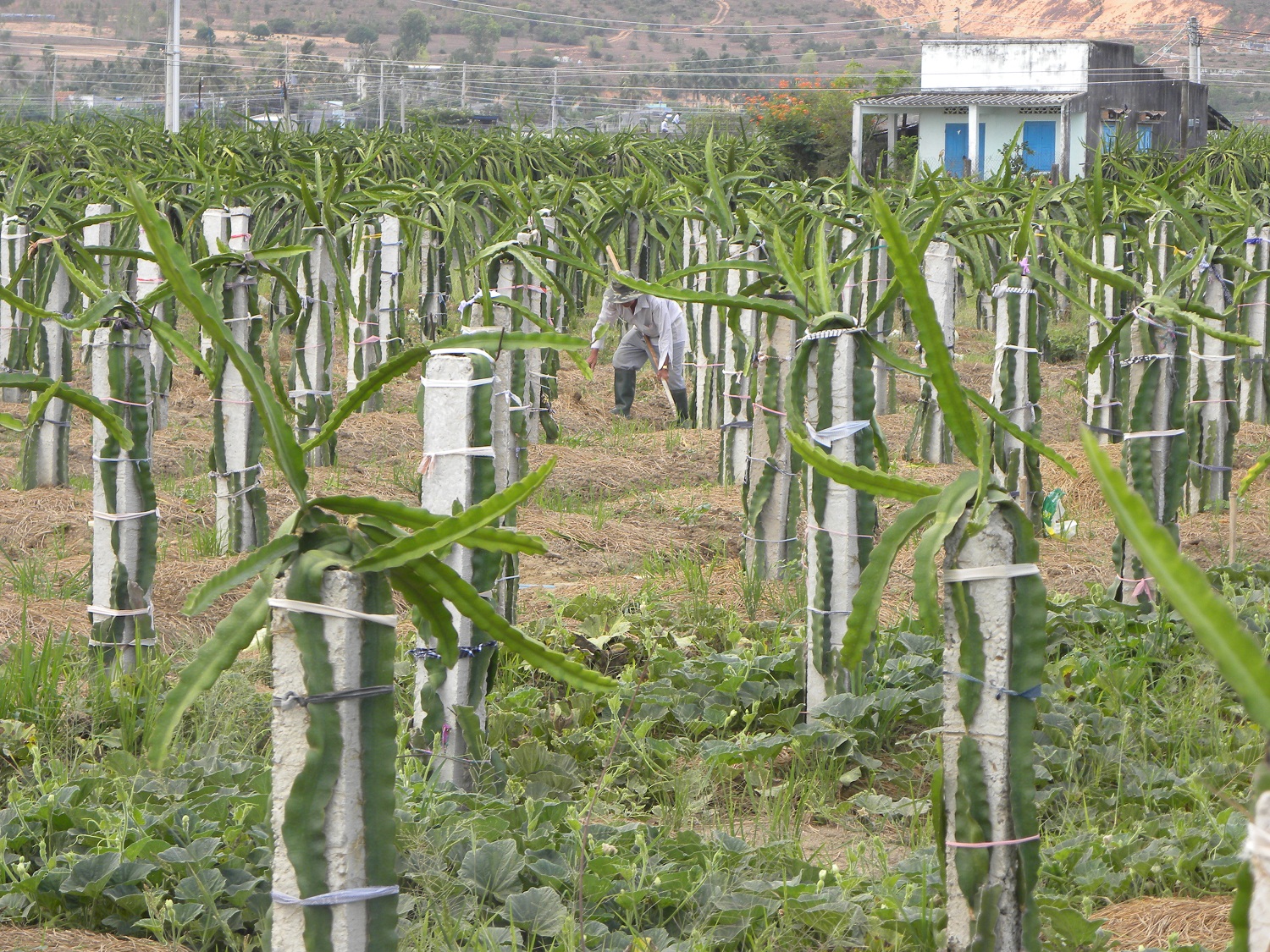 Thanh long rớt giá, dẫn vẫn lấp ruộng để trồng