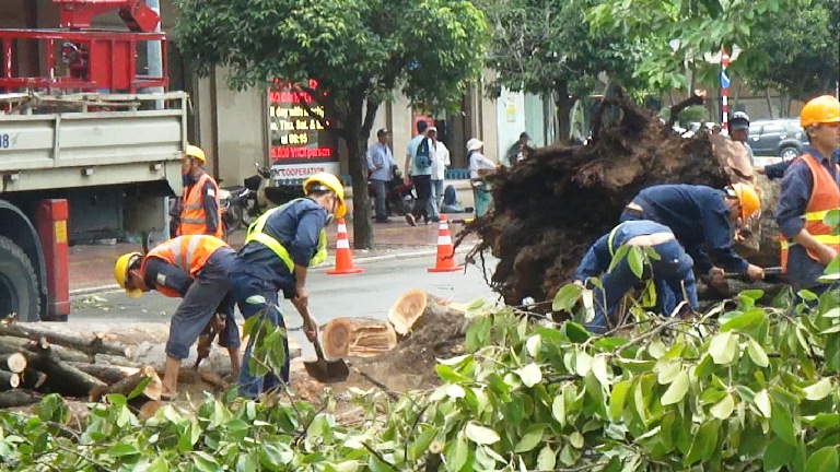 Hàng chục câu cổ thụ trước Nhà hát TP.HCM bị khai tử