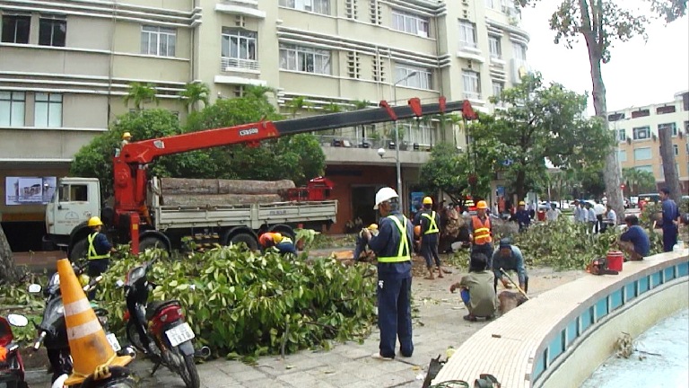 Hàng chục câu cổ thụ trước Nhà hát TP.HCM bị khai tử