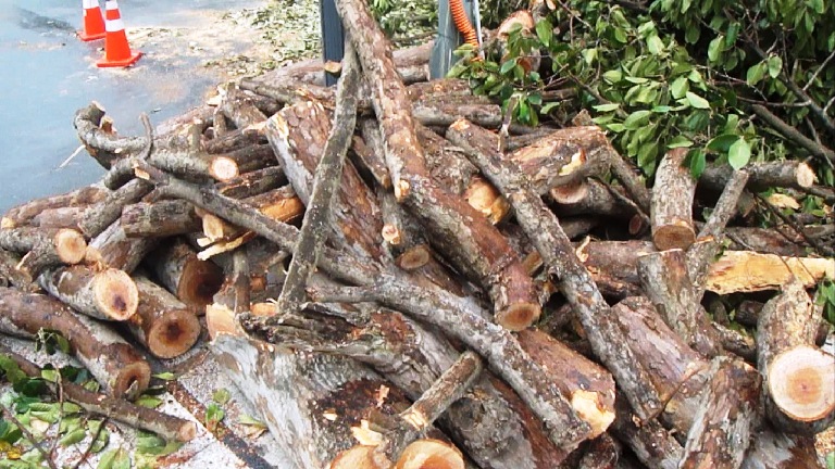 Hàng chục câu cổ thụ trước Nhà hát TP.HCM bị khai tử