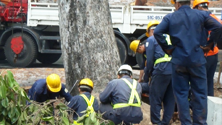 Hàng chục câu cổ thụ trước Nhà hát TP.HCM bị khai tử