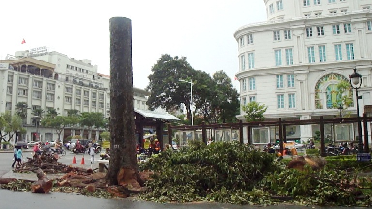 Hàng chục câu cổ thụ trước Nhà hát TP.HCM bị khai tử