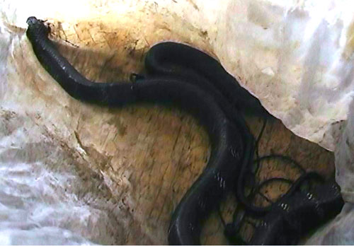 Công an xã khổ vì giữ rắn 'khủng' cực độc Công an xã khổ vì giữ rắn 'khủng' cực độc