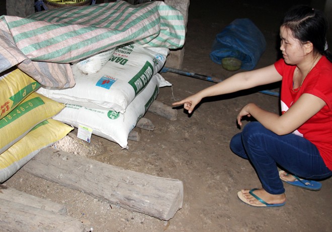 Phút đối mặt hổ mang chúa dài 3,1 mét ở miền Tây