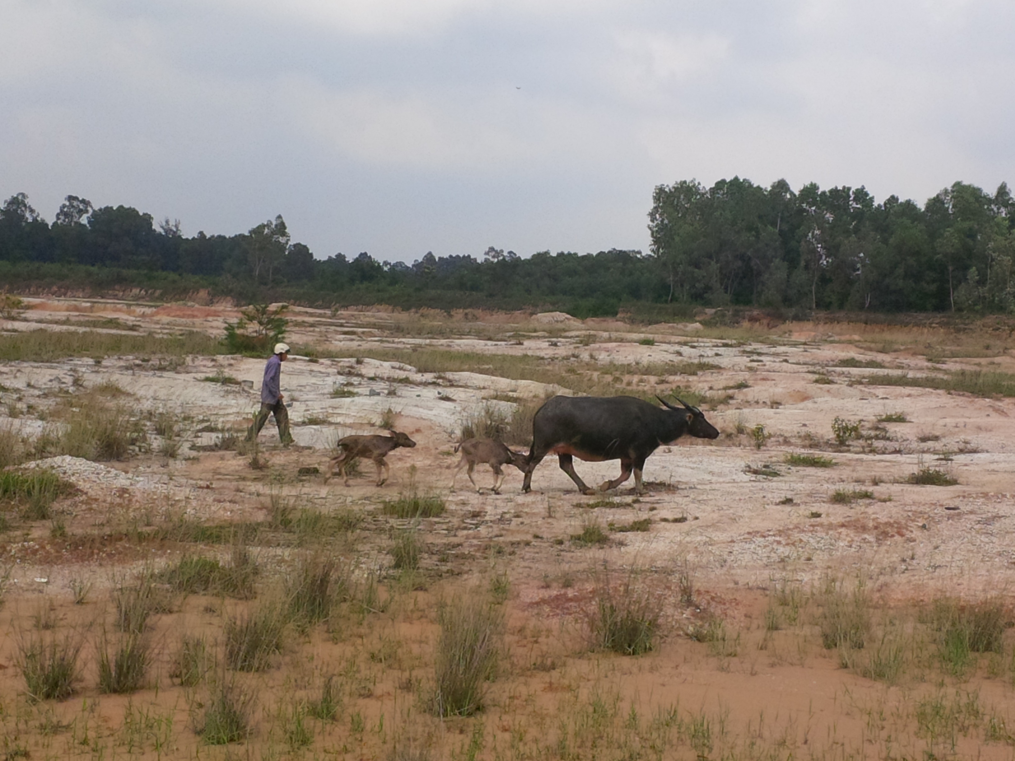 Trâu mẹ sinh đôi 2 nghé con hiếm thấy Trâu mẹ sinh đôi 2 nghé con hiếm thấy