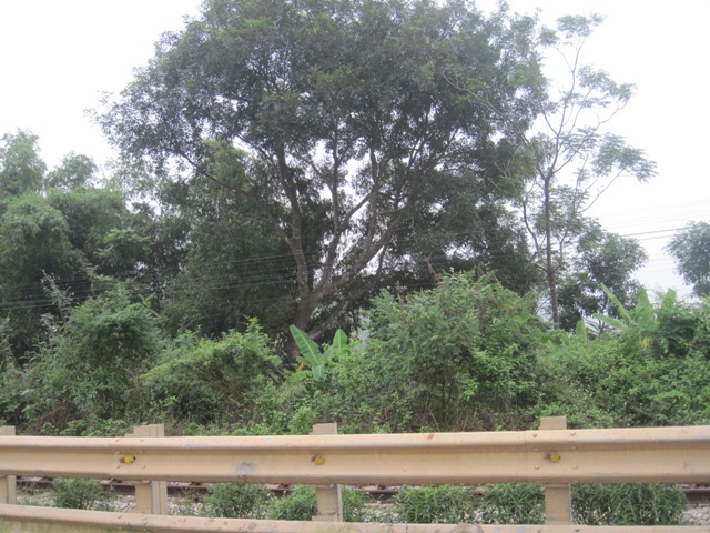 Đi làm đồng, phát hiện người đàn ông treo cổ trên cây