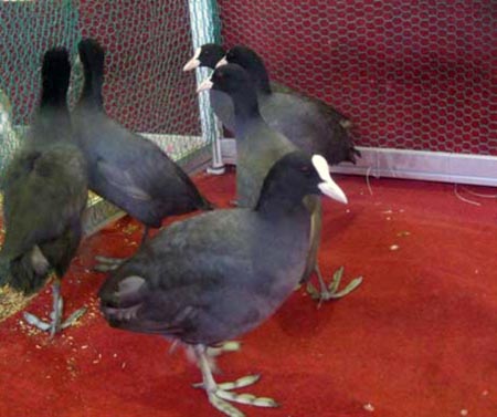 5 “sản vật tiến vua” nức tiếng ở Việt Nam 5 “sản vật tiến vua” nức tiếng ở Việt Nam