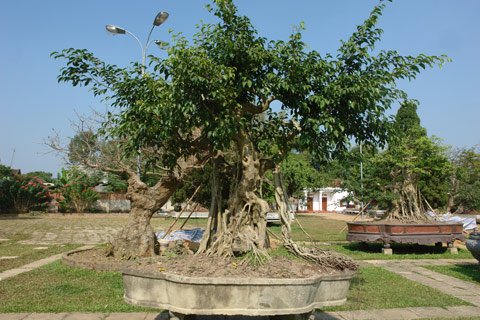 Những cây cảnh thế 