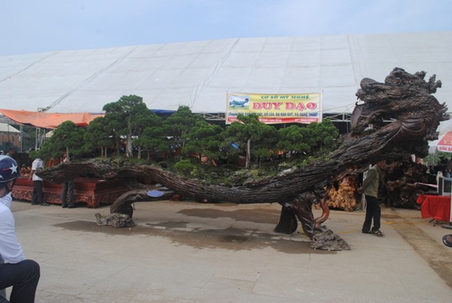 Những cây cảnh thế 