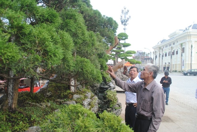 Những cây cảnh thế 