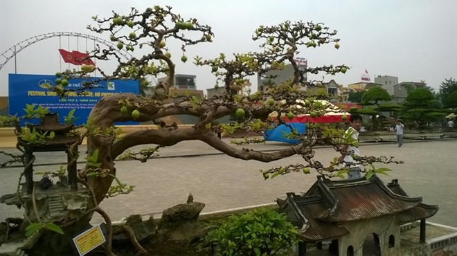 Những cây cảnh thế 