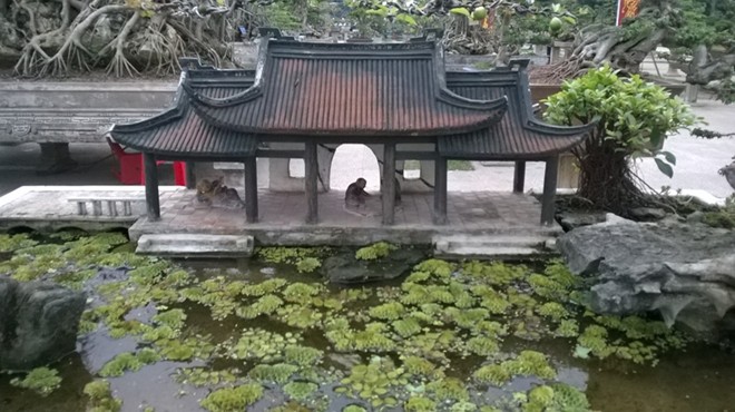 Những cây cảnh thế 