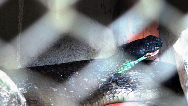 Hổ mang chúa khổng lồ bị dân khâu miệng giờ ra sao