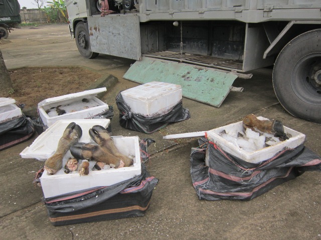 Bắt giữ xe ô tô vận chuyển gần 800kg chân trâu, bò bẩn