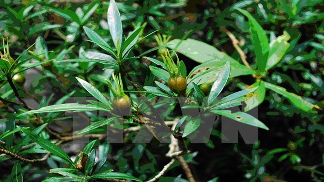 Khánh Hòa: Tìm thấy ba loài thực vật mới tại đảo Hòn Bà