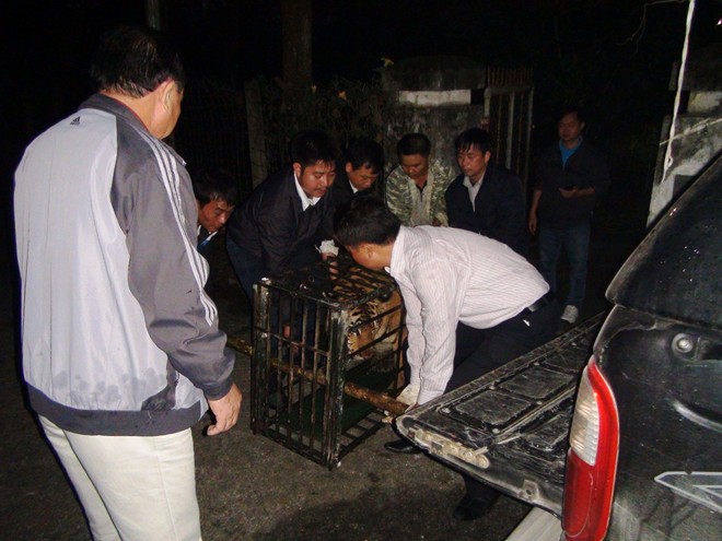 Hai con hổ gần 2 tạ bị ném xuống đường được đưa về Hà Nội Hai con hổ gần 2 tạ bị ném xuống đường được đưa về Hà Nội