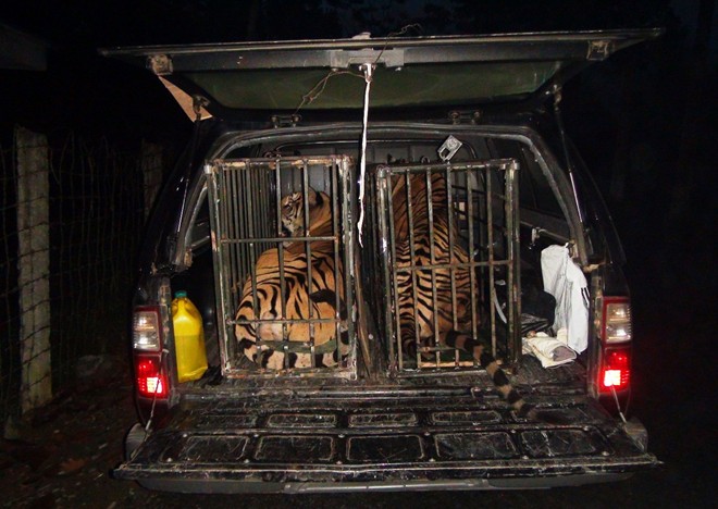 Hai con hổ gần 2 tạ bị ném xuống đường được đưa về Hà Nội Hai con hổ gần 2 tạ bị ném xuống đường được đưa về Hà Nội