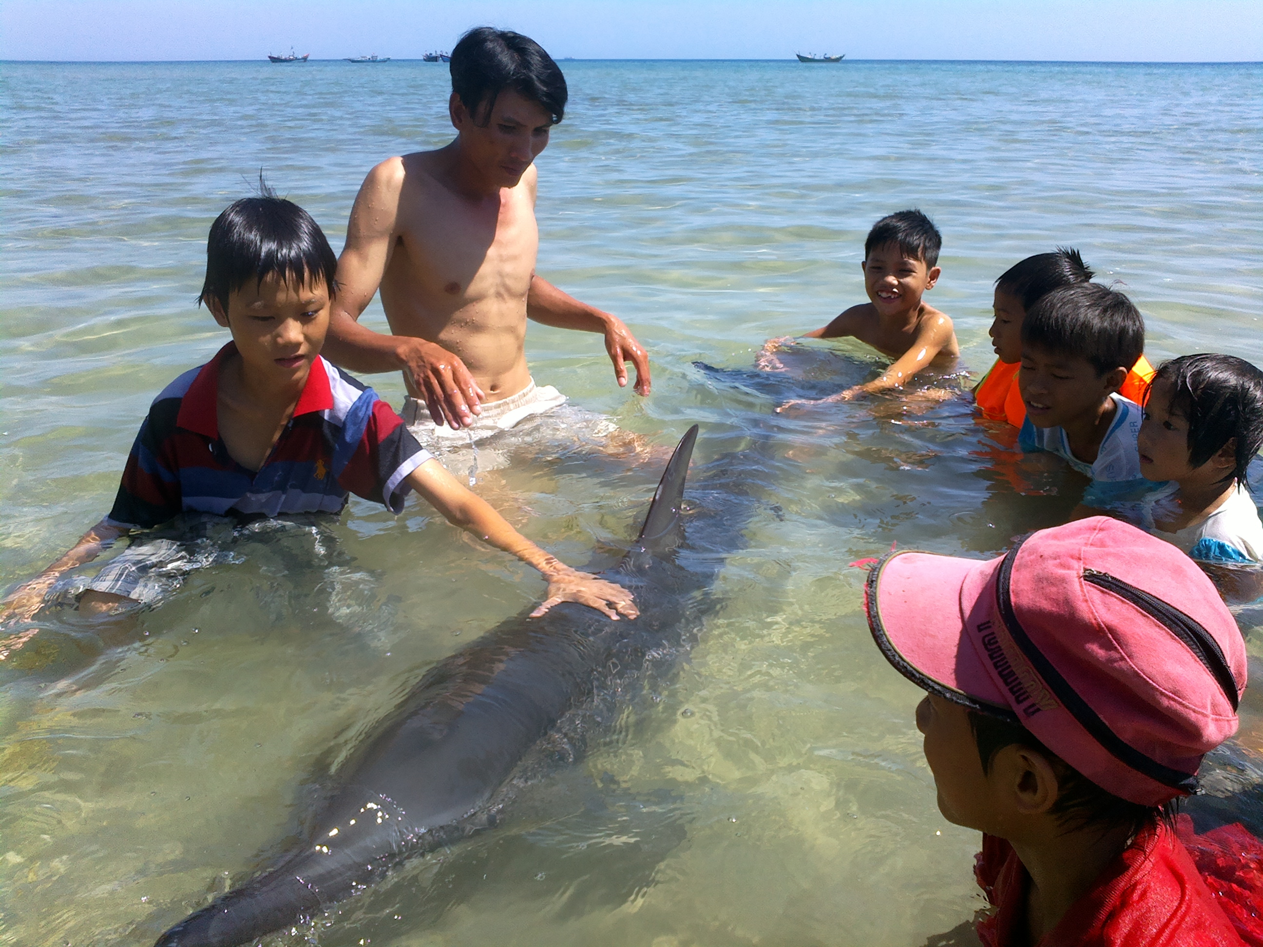 Huế: Cá heo dài 1,8m dạt vào bờ Huế: Cá heo dài 1,8m dạt vào bờ