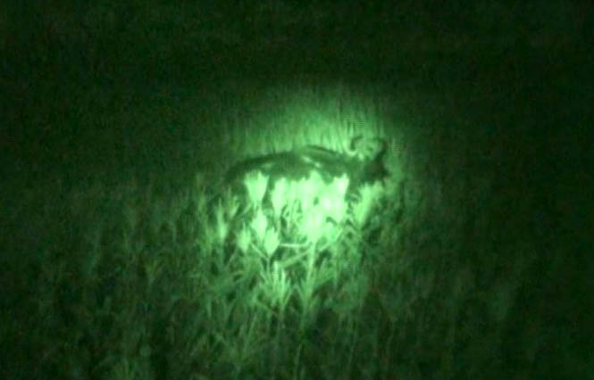 Đề nghị giám định mẫu phẩm con bò nghi là bò tót