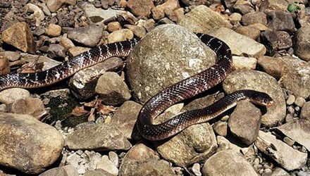 Người cắn chết rắn cạp nong cực độc Người cắn chết rắn cạp nong cực độc