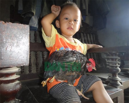 Hiếu kỳ kéo nhau đi xem gà bốn chân