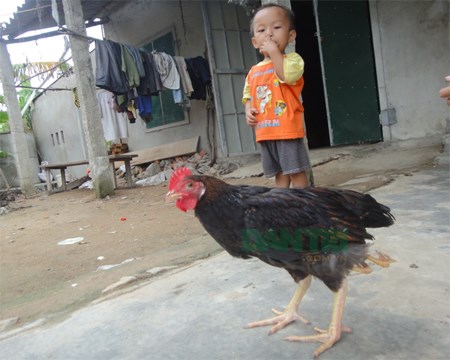 Hiếu kỳ kéo nhau đi xem gà bốn chân