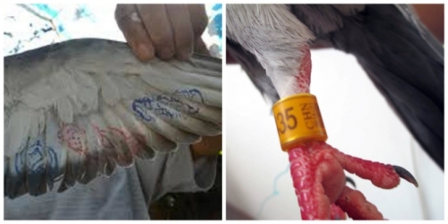 Chim bồ câu mang ký tự lạ thuộc câu lạc bộ chim đua