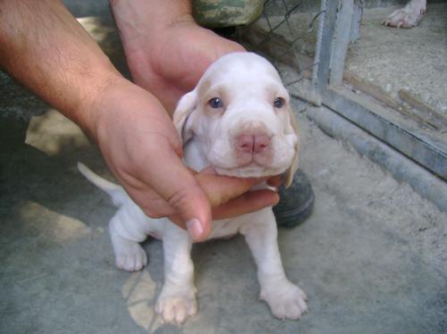 9 giống chó độc đáo mà bạn không thể bỏ qua