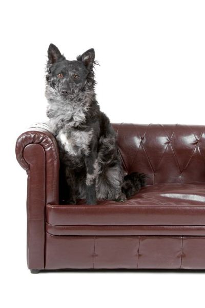 9 giống chó độc đáo mà bạn không thể bỏ qua