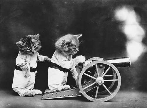 Chùm ảnh những chú chó và mèo tái hiện cuộc sống con người.